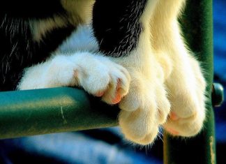 cat with 6 toes