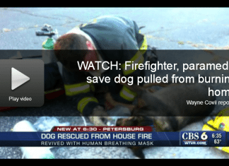 dog revived after fire