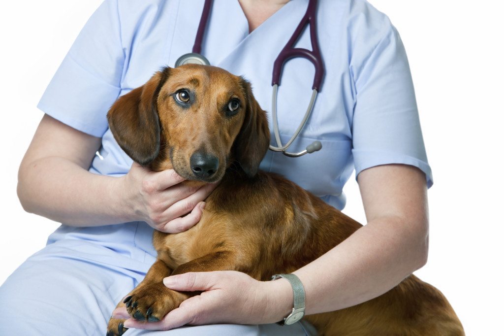 ebola and dogs, can pets get ebola