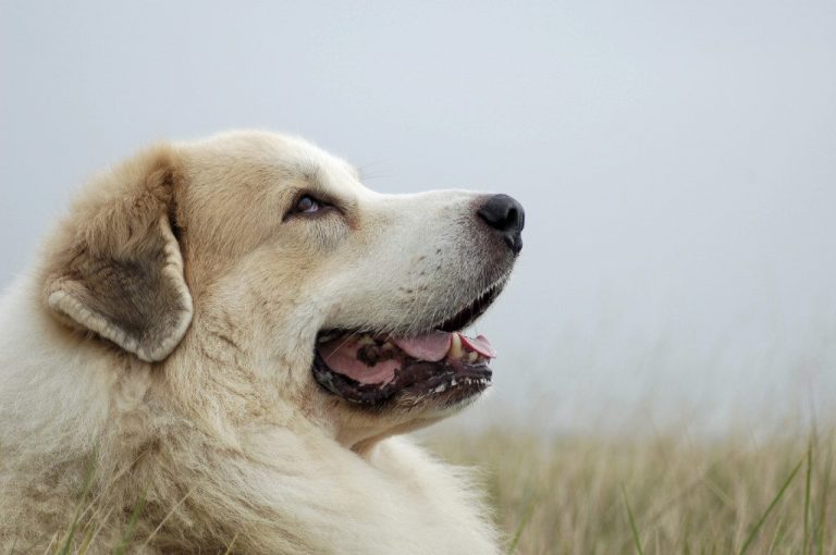 All about the Great Pyrenees