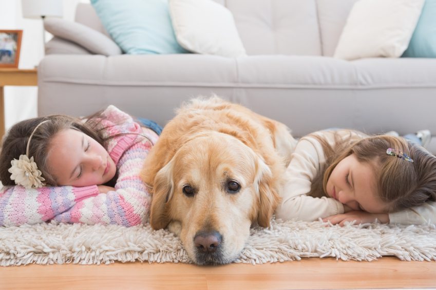 November Is Child Safety Month Tips To Keep Your Child Safe Around Pets