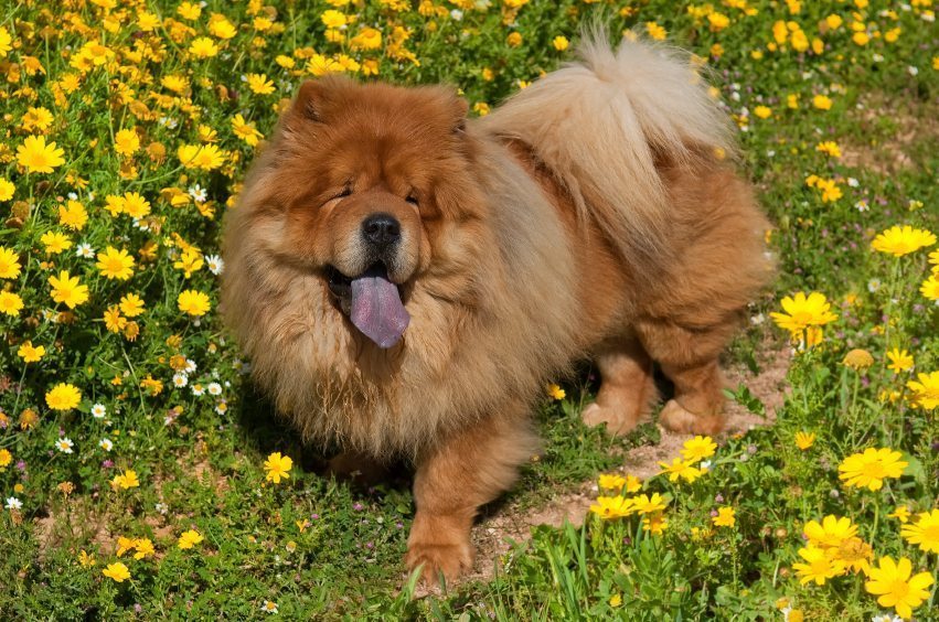 Chow Chow Breed