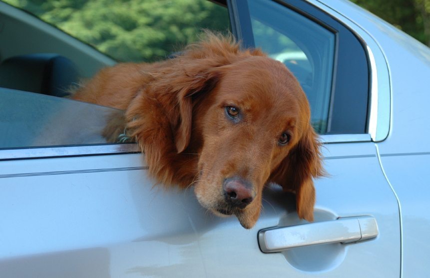 Hairy Dog in Car
