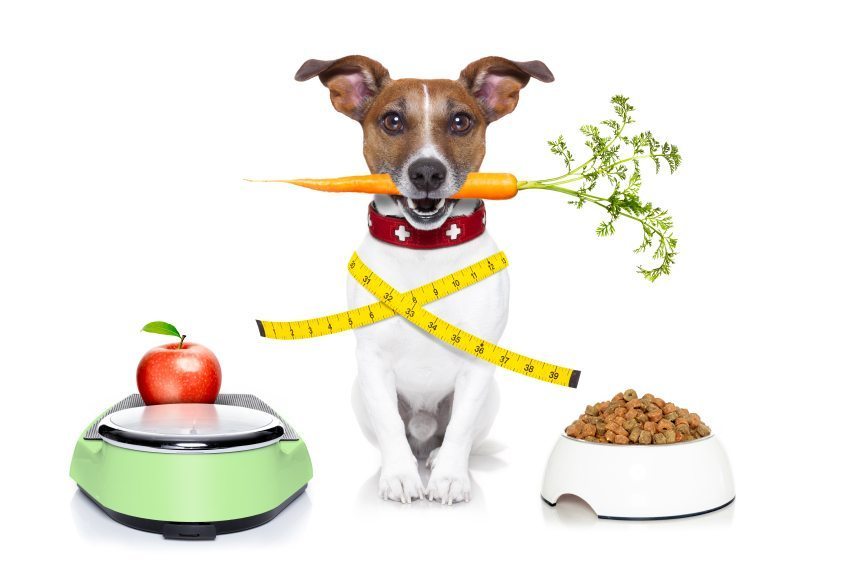 Help your pet lose weight