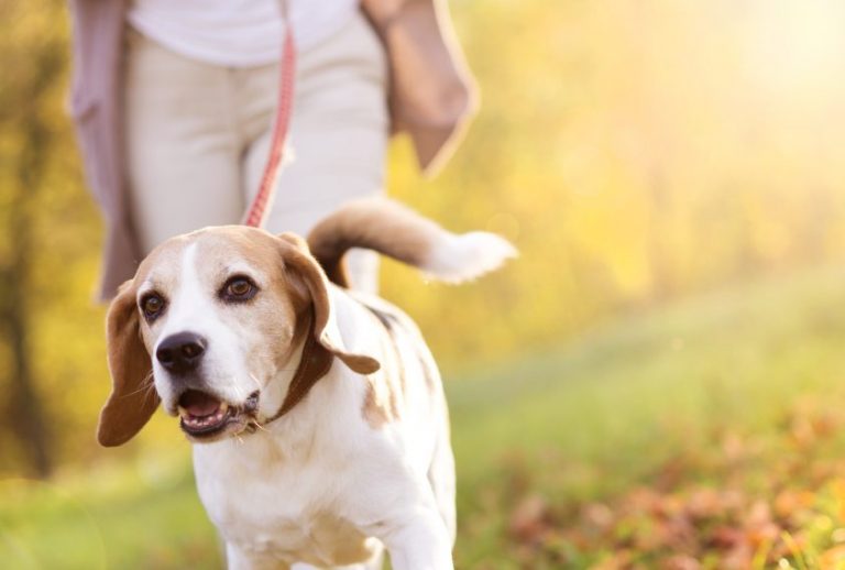 Top Holistic Pet Health Trends