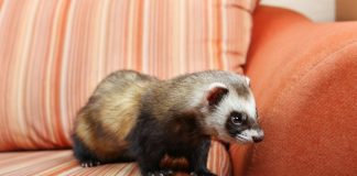 caring for a ferret