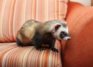 caring for a ferret