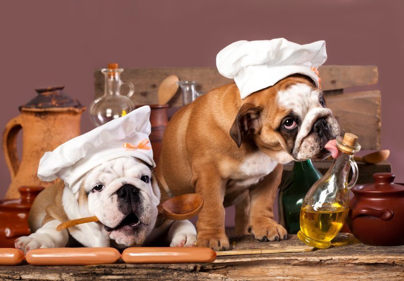Olive Oil for Dogs