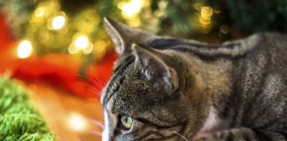 Cats and Christmas
