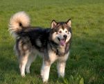 Alaskan Malamute Dog