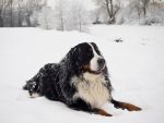 Bernese Mountain Dog