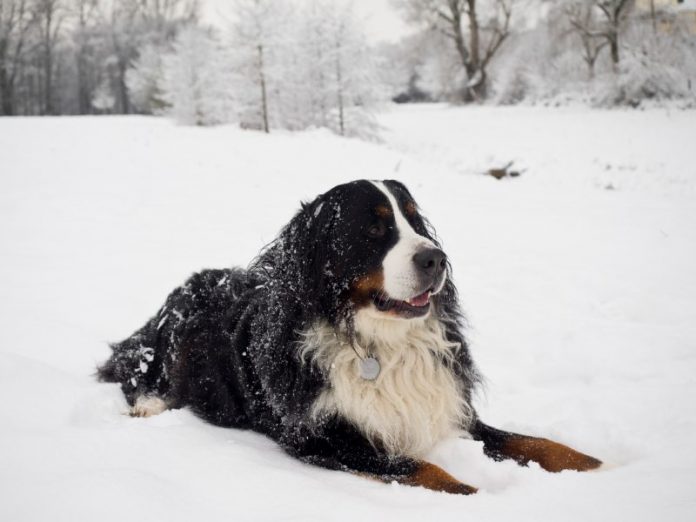 Alaskan Malamute Dog - Wagbrag - Pet Wellness, Health, Rescue and Adoption