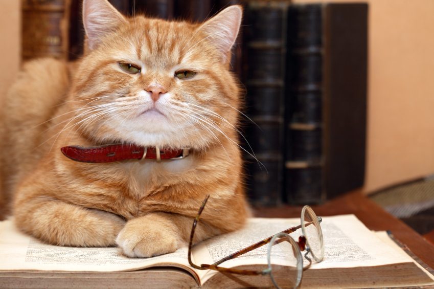 Book & Cat, good books about pets