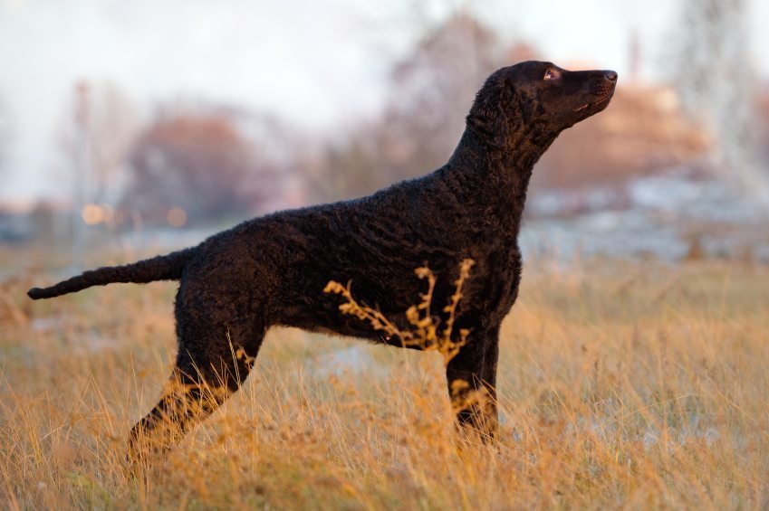 Curly Coated Retriever Breed