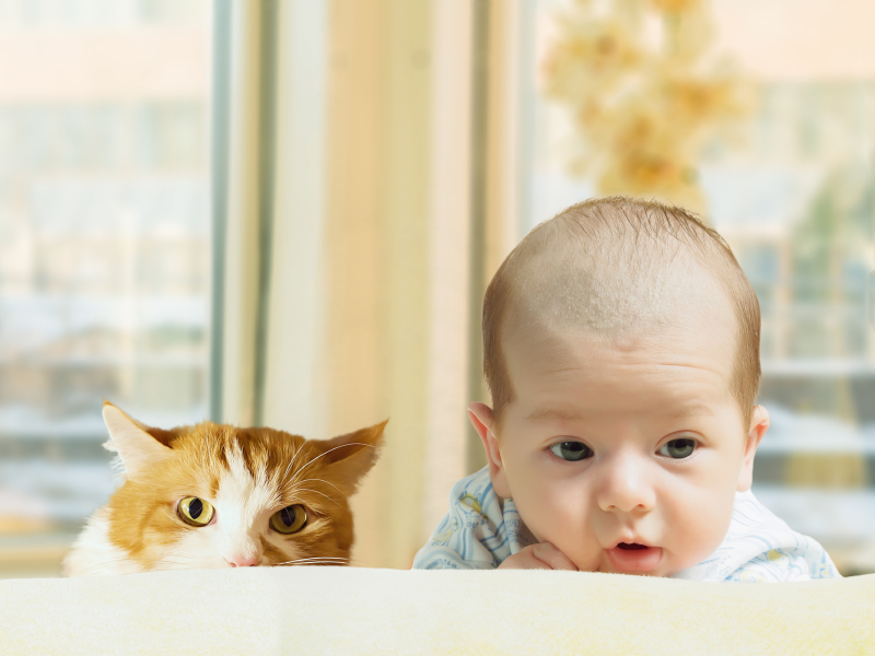 Introducing your cat to your new baby