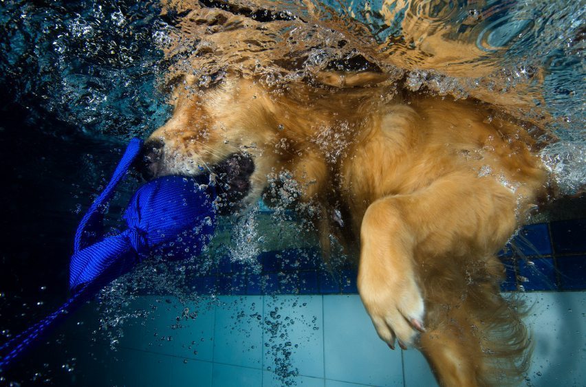 Underwater puppies