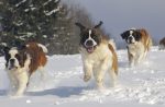 Bernhardiner laufen begeistert über den Neuschnee