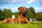 rhodesian ridgeback