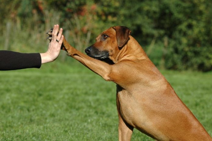 Breed Focus on the Rhodesian Ridgeback