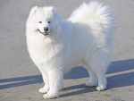 Samoyed dog