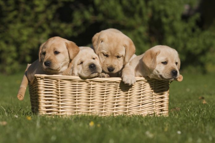 Perfect Coffee Table Books About Dogs