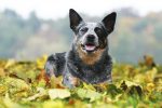 beautiful australian cattle dog