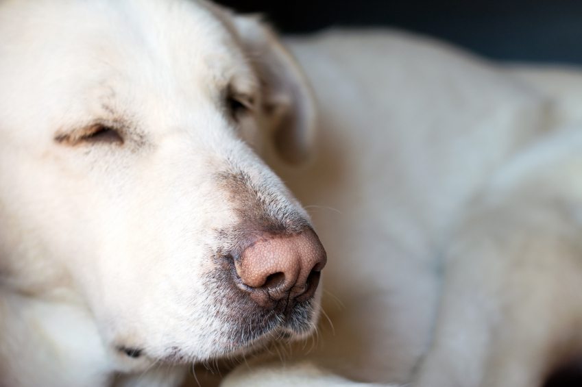 Dog’s Nose