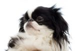 japanese chin puppy