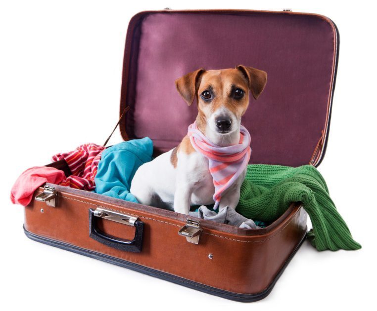 Traveling with your pet