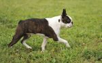 boston terrier