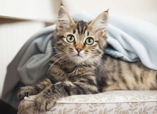 fun facts about cats