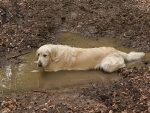 dog in puddle