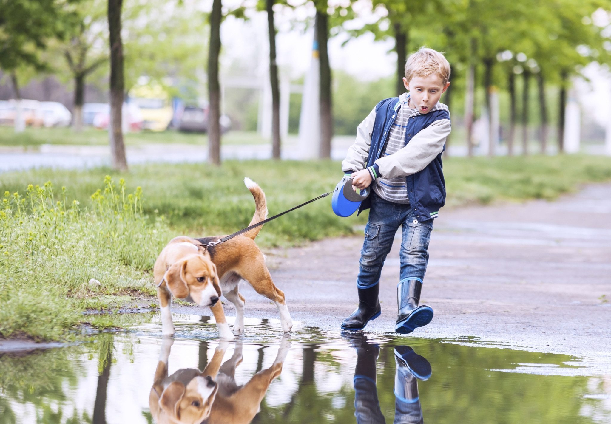 Puddles may be hazardous to your pet's health