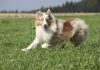 australian shepherd, energetic dog breeds