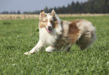 australian shepherd, energetic dog breeds