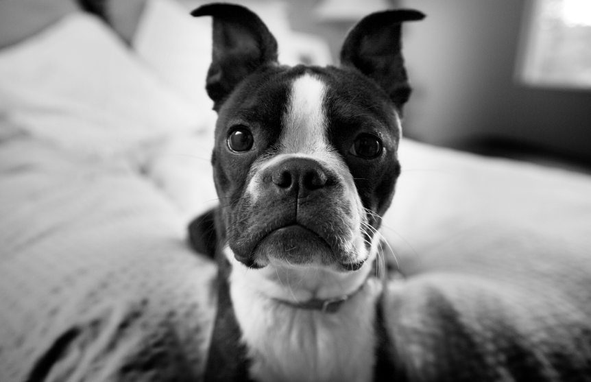 Breed Focus on the Boston Terrier