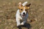 Jack Russell running to camera