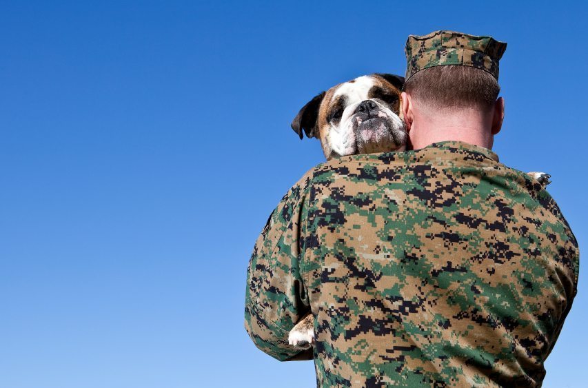 Dogs on Deployment