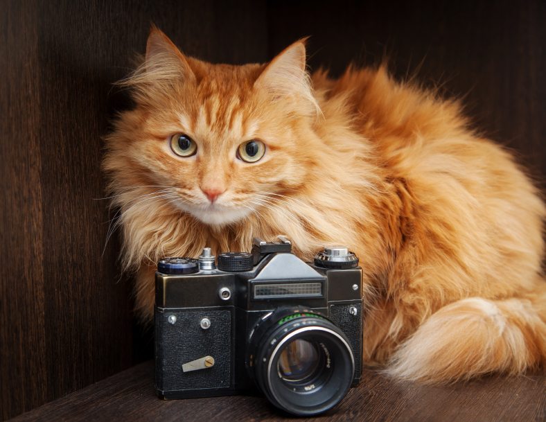 Catstacam: A New Instagram Device for Felines
