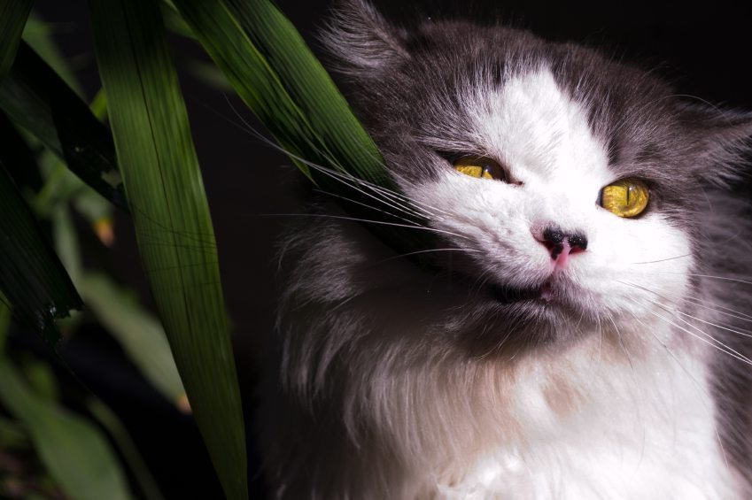 Poisonous plants for cats