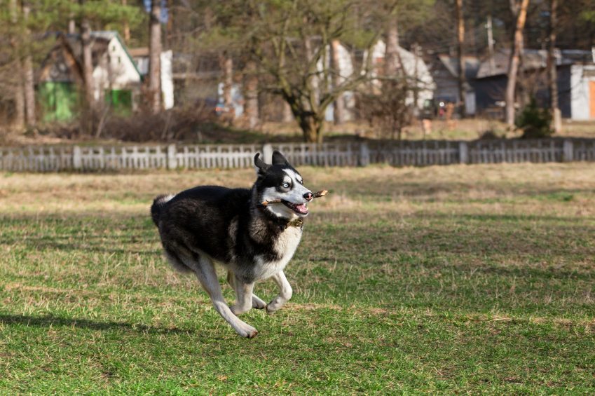 runner dog - Wagbrag - Pet Wellness, Health, Rescue and Adoption