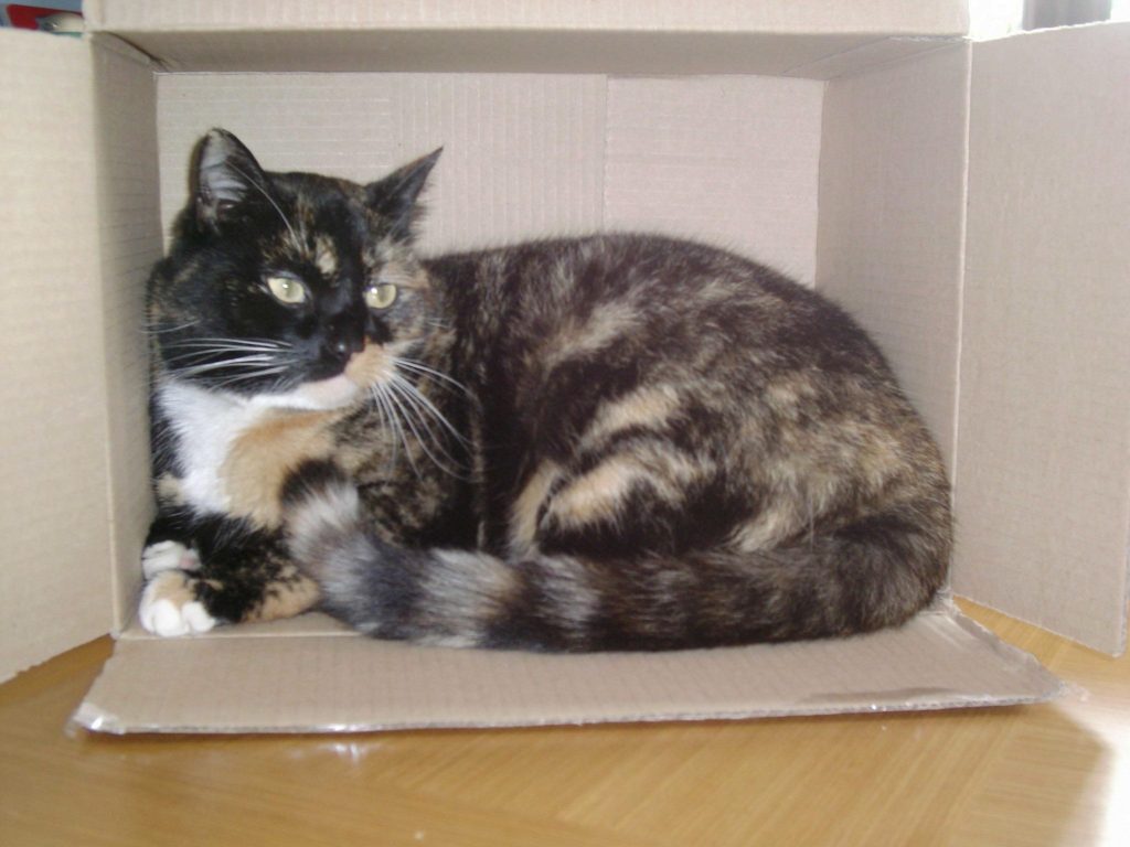 Reasons Why Cats Love Boxes Photo by Calicocindy at en.wikipedia