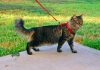 teaching cat to walk on harness