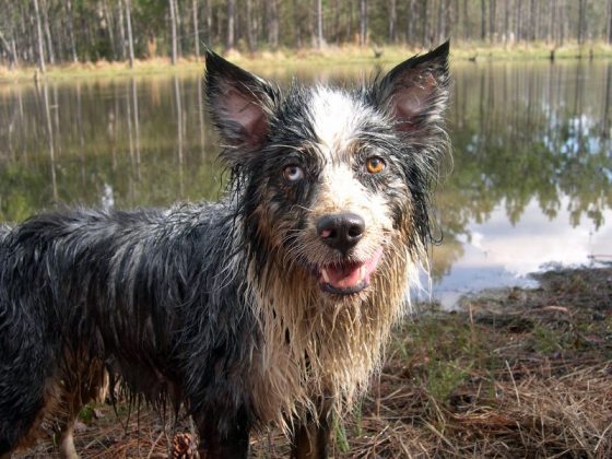 Dog Rolling In Stinky Stuff Wagbrag Pet Wellness Health Rescue 