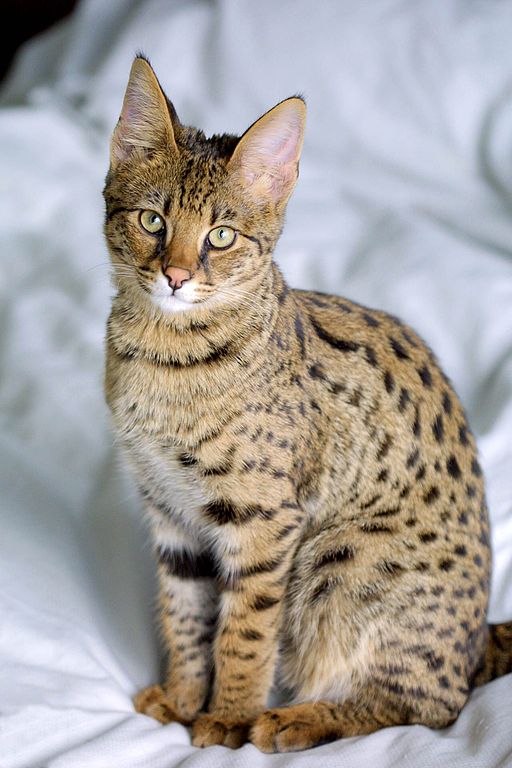 Savannah Cat - By Jason Douglas (By uploader) [Public domain], via Wikimedia Commons