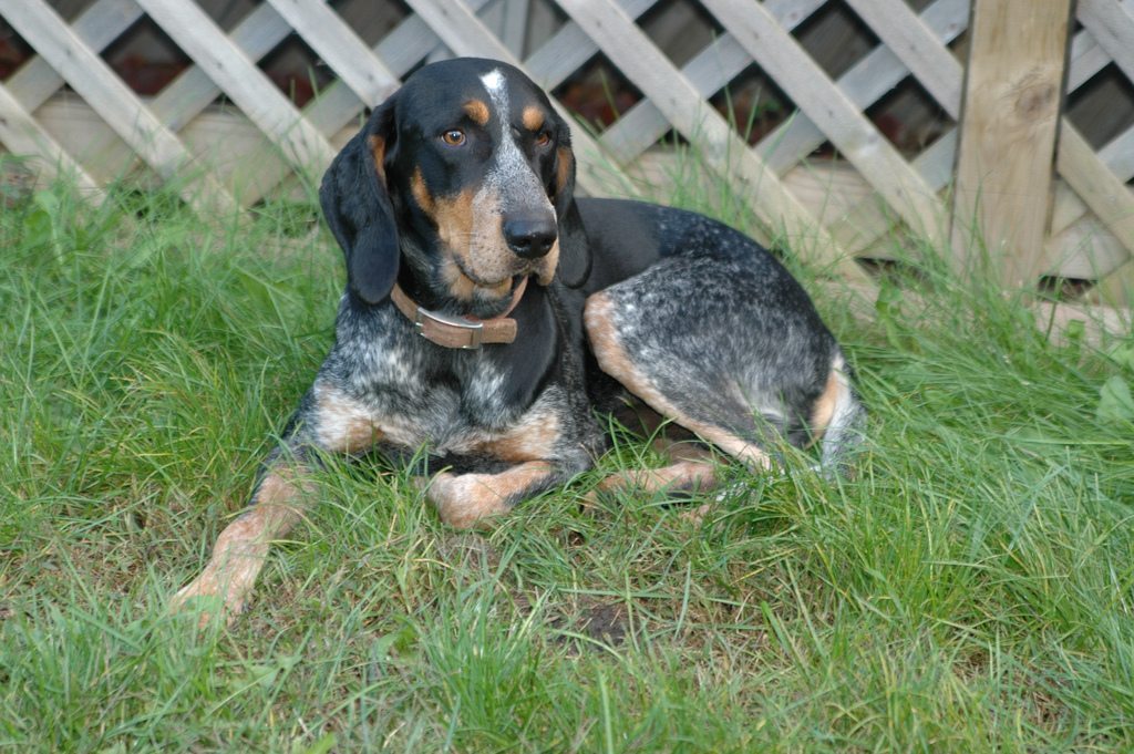 Bluetick Coonhound Spotted Dog Tan Breed Breeds Mix Dogs Collie Border Pupp...