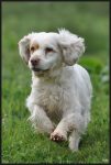 Clumber Spaniel