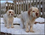 Clumber Spaniel Breed