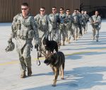 Military Dogs