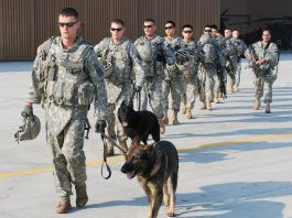Military Dogs